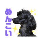 トイプードルとシーズーのMIX犬エマ 10弾（個別スタンプ：21）