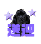 トイプードルとシーズーのMIX犬エマ 10弾（個別スタンプ：23）