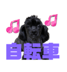 トイプードルとシーズーのMIX犬エマ 10弾（個別スタンプ：25）