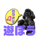 トイプードルとシーズーのMIX犬エマ 10弾（個別スタンプ：26）