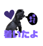 トイプードルとシーズーのMIX犬エマ 10弾（個別スタンプ：29）