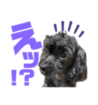 トイプードルとシーズーのMIX犬エマ 10弾（個別スタンプ：31）