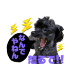 トイプードルとシーズーのMIX犬エマ 10弾（個別スタンプ：32）