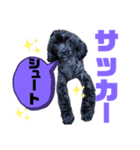 トイプードルとシーズーのMIX犬エマ 10弾（個別スタンプ：34）