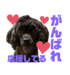 トイプードルとシーズーのMIX犬エマ 10弾（個別スタンプ：36）