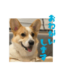 ポムのスタンプ第2弾！（個別スタンプ：2）