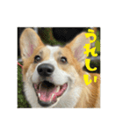 ポムのスタンプ第2弾！（個別スタンプ：3）