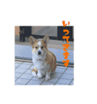 ポムのスタンプ第2弾！（個別スタンプ：5）