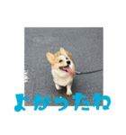 ポムのスタンプ第2弾！（個別スタンプ：14）