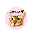 BENGALCAT ROY＆BELLE（個別スタンプ：2）