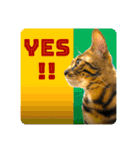 BENGALCAT ROY＆BELLE（個別スタンプ：3）