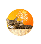 BENGALCAT ROY＆BELLE（個別スタンプ：5）