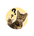 BENGALCAT ROY＆BELLE（個別スタンプ：9）
