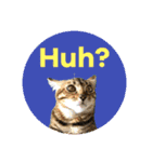 BENGALCAT ROY＆BELLE（個別スタンプ：10）
