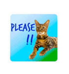 BENGALCAT ROY＆BELLE（個別スタンプ：17）