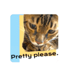 BENGALCAT ROY＆BELLE（個別スタンプ：18）