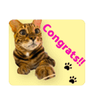 BENGALCAT ROY＆BELLE（個別スタンプ：20）