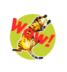 BENGALCAT ROY＆BELLE（個別スタンプ：23）