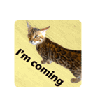 BENGALCAT ROY＆BELLE（個別スタンプ：29）