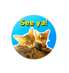 BENGALCAT ROY＆BELLE（個別スタンプ：31）