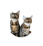 BENGALCAT ROY＆BELLE（個別スタンプ：32）