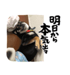 Kさんワンコロ（個別スタンプ：4）
