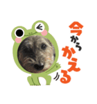 Kさんワンコロ（個別スタンプ：6）
