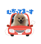 Kさんワンコロ（個別スタンプ：8）