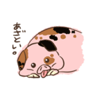 ぶたぶたこぶー（個別スタンプ：27）