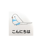 楽しいインコたちと文鳥たち（個別スタンプ：5）