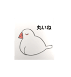 楽しいインコたちと文鳥たち（個別スタンプ：12）