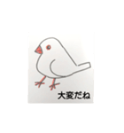 楽しいインコたちと文鳥たち（個別スタンプ：31）