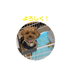 こむしゃんのスタンプ（個別スタンプ：7）