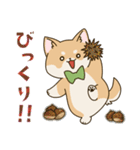 食いしん坊柴犬（個別スタンプ：17）