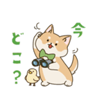 食いしん坊柴犬（個別スタンプ：35）