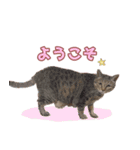 ももなつまみ22（個別スタンプ：3）
