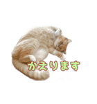 ももなつまみ22（個別スタンプ：16）