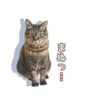ももなつまみ22（個別スタンプ：18）