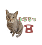 ももなつまみ22（個別スタンプ：19）