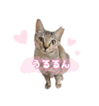 ももなつまみ22（個別スタンプ：22）