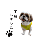 リアルDog シーズー たろう君（個別スタンプ：6）
