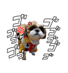 リアルDog シーズー たろう君（個別スタンプ：14）