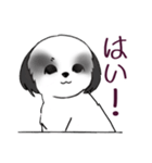 Stickers_Shih Tzu_i シーズースタンプ白黒（個別スタンプ：29）