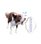 ボーダーズの日常（個別スタンプ：5）