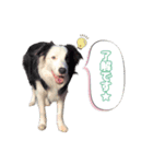 ボーダーズの日常（個別スタンプ：7）