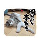 Nana＆June2（個別スタンプ：23）