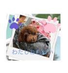 トイプードル ルルちゃんの日常1（個別スタンプ：14）