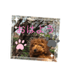 トイプードル ルルちゃんの日常1（個別スタンプ：20）