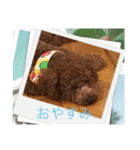 トイプードル ルルちゃんの日常1（個別スタンプ：29）