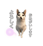 みなねこスタンプ01（個別スタンプ：1）